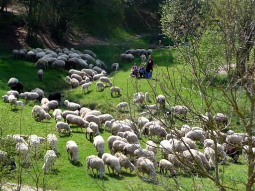 Schafe_auf_der_Wiese