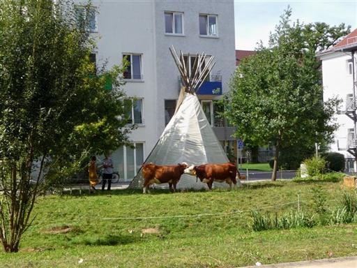 Zelt_und_Kuehe