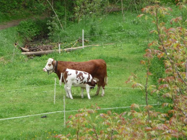 Kuh_mit_Kalb